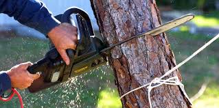 Reliable Meyers, CA Tree Removal and Landscaping Services Solutions